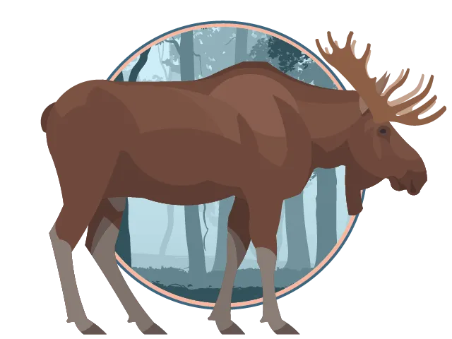 Illustration d'un grand orignal debout devant une forêt.