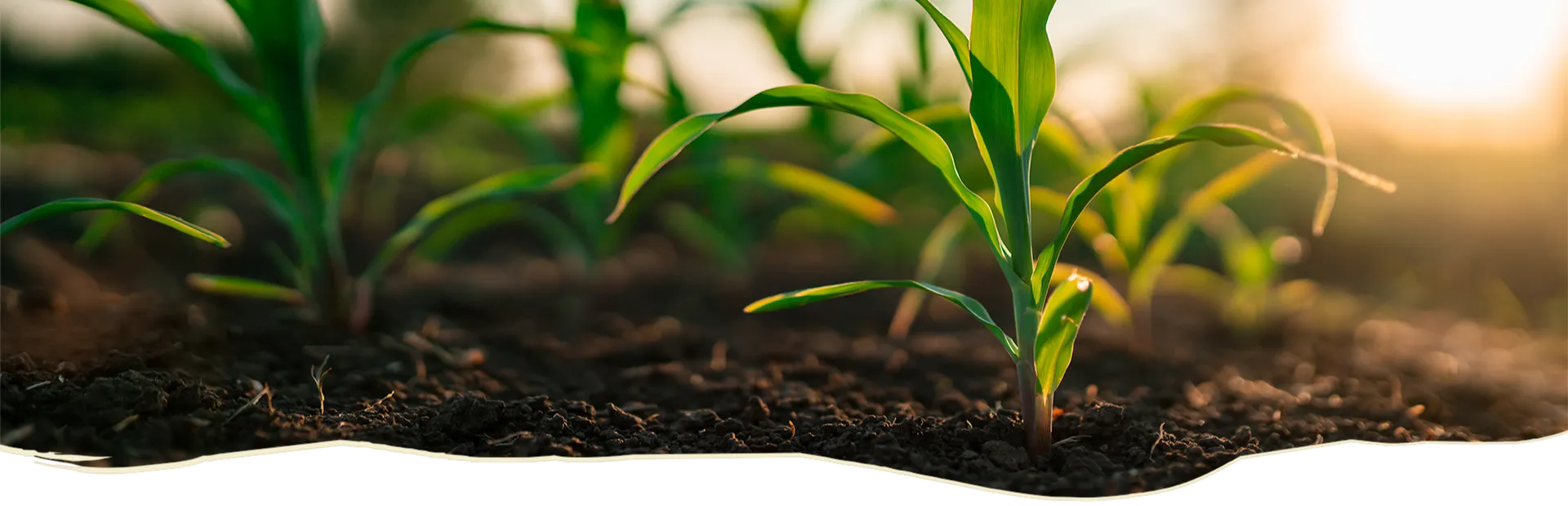 De jeunes pousses de maïs aux grandes feuilles s'élèvent d'une terre agricole.