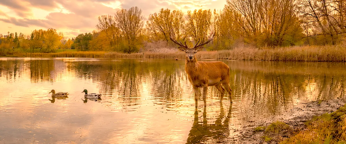Un grand cerf aux bois majestueux se tient dans l'eau d'un étang.