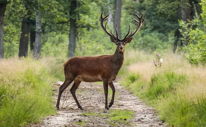 Un grand cerf aux bois majestueux se tient debout au milieu d’un chemin de terre menant à une forêt.