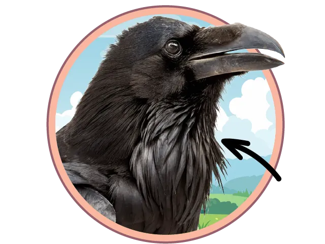 Gros plan d'un corbeau noir au bec pointu, avec une flèche pointée vers son cou.
