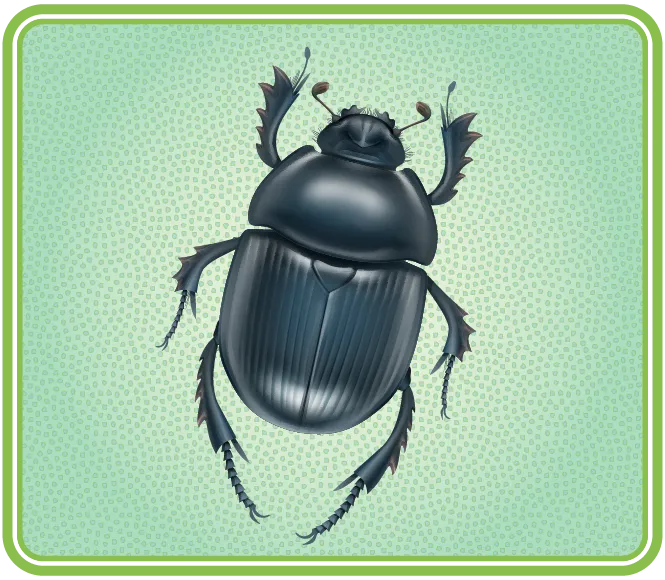 Un coléoptère noir et plat possédant six pattes.